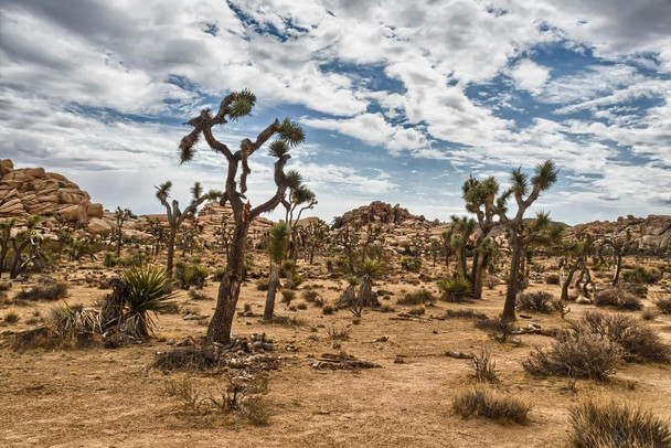 Laminated Joshua Trees Against Cloudy Sky Joshua Tree National Park California Photo Art Print Cool Wall Art Poster Dry Erase Sign 36x24