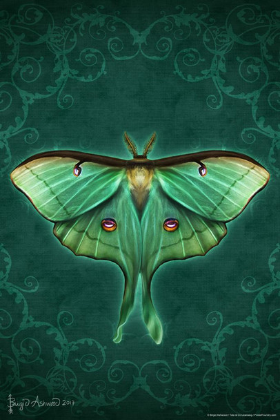 Laminated Damask Luna Moth by Brigid Ashwood Butterfly Decor Insect Wall Art Moths Butterflies Illustration Poster Dry Erase Sign 24x36