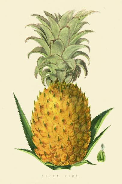 Laminated Queen Pine Pineapple Illustration 1874 Art Print Poster Dry Erase Wall Art 24x36