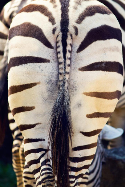 Laminated Zebra Butt Photo Photograph Zebra Pictures Wall Decor Zebra Black and White Animal Print Living Room Decor Zebra Print Decor Animal Pictures for Wall Poster Dry Erase Wall Art 24x36