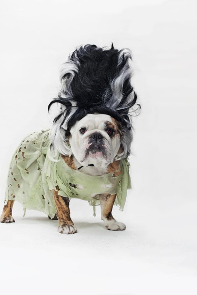 Laminated English Bulldog as the Bride of Frankenstein Photo Art Print Poster Dry Erase Wall Art 24x36