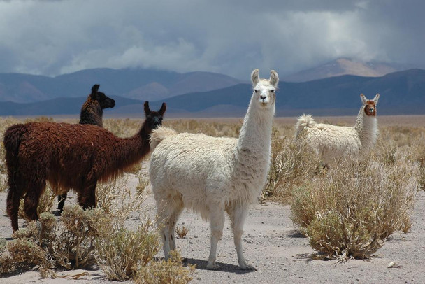 Laminated Llamas Standing in Jujuy Province of Argentina Photo Art Print Poster Dry Erase Sign 36x24