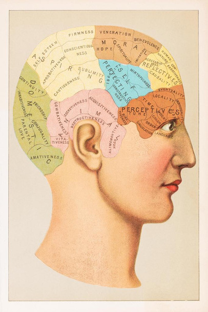 Laminated Phrenology Human Brain Skull Anatomy Vintage Illustration 1891 Educational Chart Diagram Poster Dry Erase Sign 24x36