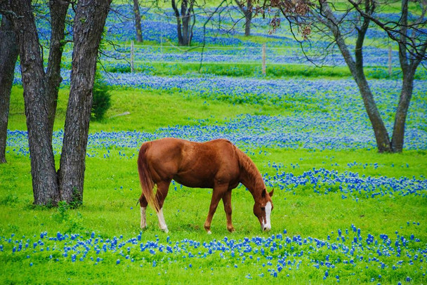 Laminated Horse Grazing in Field Bluebonnet Flowers Poster Horse Pictures Wall Decor Horse Poster Print Horse Breed Poster Running Posters For Girls Horse Picture Wall Art Poster Dry Erase Sign 36x24