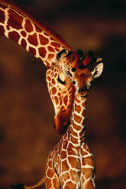 Laminated Giraffe with Calf Photo Baby Giraffe Poster Giraffe Wall Art Giraffe Pictures for Wall Giraffe Decor Giraffe Standing Safari Wall Pictures Cute Prints for Wall Poster Dry Erase Sign 24x36