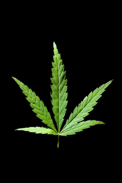 Laminated Marijuana Cannabis Weed 420 Leaf Photo Art Print Poster Dry Erase Sign 24x36