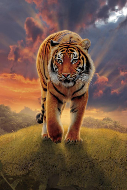 Laminated Rising Tiger by Vincent Hie Animal Tiger Art Print Tiger Pictures Wall Decor Tiger Stripe Print Jungle Animal Art Print Tiger Whiskers Decor Pictures of Tigers Poster Dry Erase Wall Art 24x36