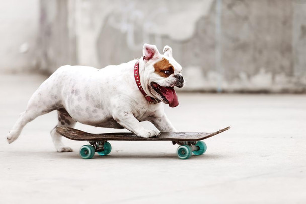 Laminated Cool Bulldog Skateboarding to Skate Park Photo Art Print Poster Dry Erase Wall Art 36x24