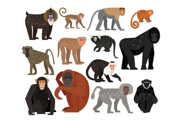 Laminated Set of different Monkeys Poster Dry Erase Wall Art 24x36