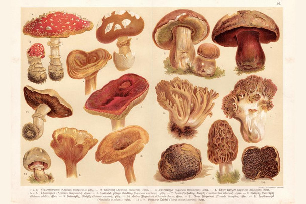 Laminated Mushrooms Lithograph 1888 Art Print Poster Dry Erase Sign 36x24