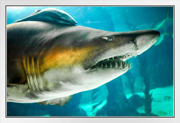 Sand Tiger Shark Up Close Photo Photograph Shark Posters For Walls Shark Pictures Cool Sharks Of The World Poster Shark Ocean Poster Wildlife Art Print White Wood Framed Art Poster 20x14