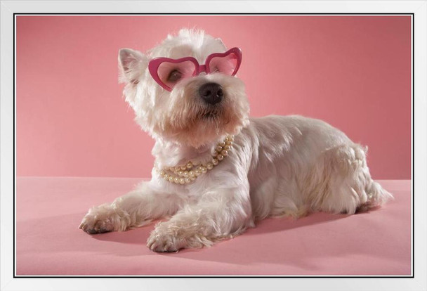 Cute Fashionable West Highland Terrier Wearing Necklace and Glasses Photo Photograph White Wood Framed Poster 20x14