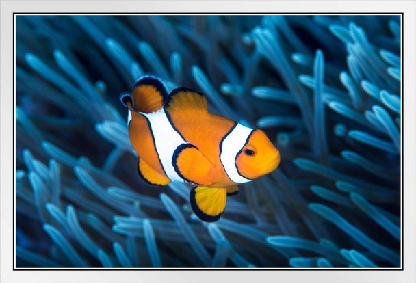 Ocellaris Clownfish Among Tentacles Sea Anemone Photo Photograph White Wood Framed Poster 20x14