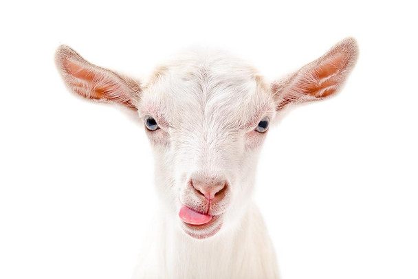 Cute Goat Face Tongue Sticking Out Funny Farm Animal Closeup Portrait Photo Silhouette Nature White Fur Cool Wall Decor Art Print Poster 36x24