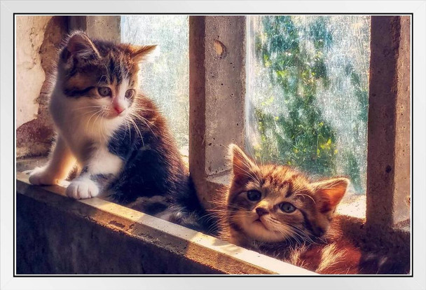 Cute Little Kittens in Window Sill Photo Baby Animal Portrait Photo Cat Poster Cute Wall Posters Kitten Posters for Wall Baby Cat Poster Inspirational Cat Poster White Wood Framed Art Poster 20x14