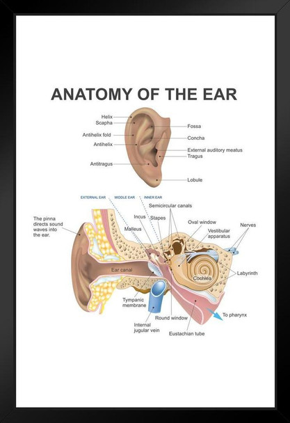Anatomy Of The Human Ear Diagram Chart Art Print Stand or Hang Wood Frame Display Poster Print 9x13