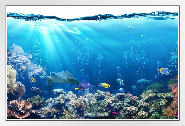 Tropical Fish Ocean Reef Nature Sea Turtle Pictures Turtle Poster Aquatic Pictures Sea Prints Wall Art Turtle Shell Art Turtle Pictures Wall Art Wall Turtle White Wood Framed Art Poster 20x14