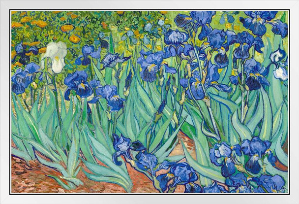 Vincent Van Gogh Irises Flower Poster 1890 Dutch Post Impressionist Landscape Painting Nature White Wood Framed Art Poster 20x14