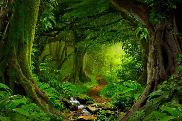 Laminated Tropical Jungle Rainforest Footpath Landscape Photo Photograph Rain Forest Stream Water Rocks Lush Foliage Tree Canopy Green Leaves Branches Moss Ferns Hiking Poster Dry Erase Wall Art 36x24