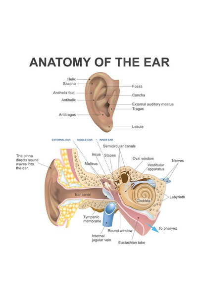 Laminated Anatomy Of The Human Ear Diagram Chart Poster Dry Erase Sign 12x18