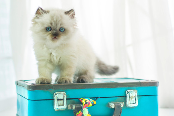 Baby Himalayan Cat Standing on Vintage Suitcase Photo Photograph Cool Wall Decor Art Print Poster 18x12