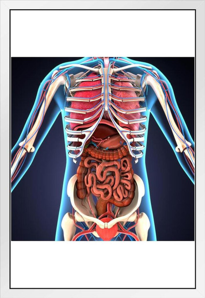 Human Body Organs Skeletal System 3D Illustration Educational Chart White Wood Framed Poster 14x20