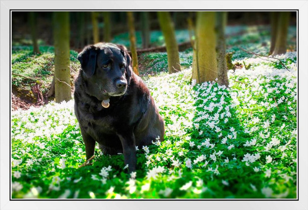 Doggie Time Labrador Retriever in Wild Flowers Photo Photograph White Wood Framed Poster 20x14