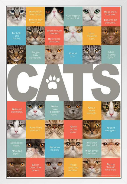 A to Z of Cats Cute Pets Loving Animals Baby Animal Portrait Photo Cat Poster Cute Wall Posters Kitten Posters for Wall Baby Cat Poster Inspirational Cat Poster White Wood Framed Art Poster 14x20
