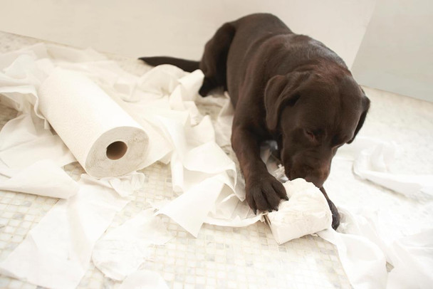 Dog Chocolate Lab Lying on Bathroom Floor Playing Toilet Paper Bathroom Decor Photo Photograph Cute Puppy Pet Animal Thick Paper Sign Print Picture 12x8
