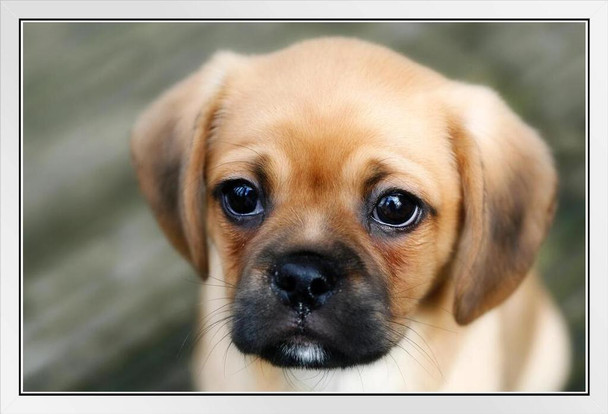 Sad Puppy Looking Worried Photo Puppy Posters For Wall Funny Dog Wall Art Dog Wall Decor Puppy Posters For Kids Bedroom Animal Wall Poster Cute Animal Posters White Wood Framed Art Poster 20x14