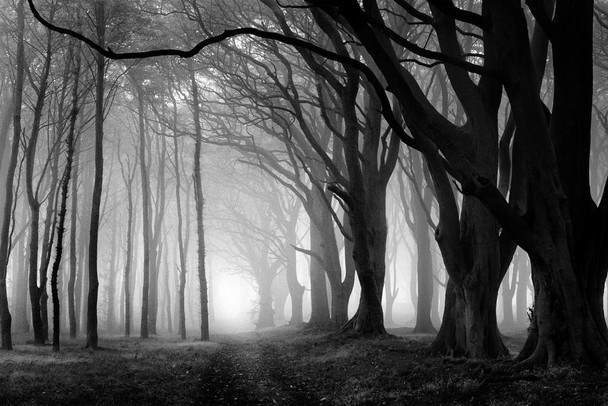 Creepy Forest Black And White Photo Photograph Spooky Scary Halloween Decorations Cool Huge Large Giant Poster Art 54x36
