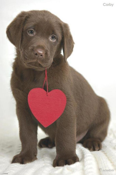 Rachael Hale Corby Cute Puppy Dog Valentines Heart Cool Wall Decor Art Print Poster 36x24