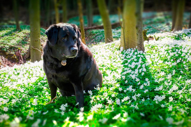 Doggie Time Labrador Retriever in Wild Flowers Photo Print Stretched Canvas Wall Art 24x16 inch