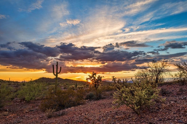 Colorful Sonoran Desert Sunset Saguaro Cactus Photo Photograph Beach Palm Landscape Pictures Ocean Scenic Tropical Nature Photography Paradise Stretched Canvas Art Wall Decor 24x16