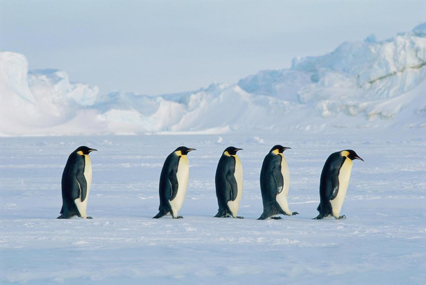 Five Emperor Penguins On The Move Photo Penguin Poster Penguin Home Decor Emperor Penguin Wall Decor Arctic Ice Animal Wildlife Art Print Snow Nature Print Stretched Canvas Art Wall Decor 24x16