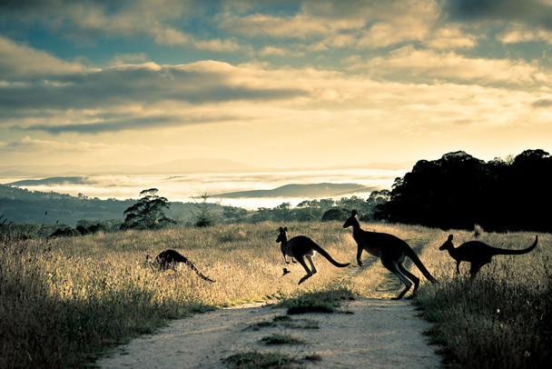 Scattering Rays Roos and Rosella Photo Photograph Cool Wall Decor Art Print Poster 18x12