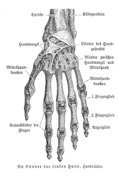 Bones of Hand Anatomy 1857 German Illustration Educational Chart Stretched Canvas Wall Art 24x16 inch