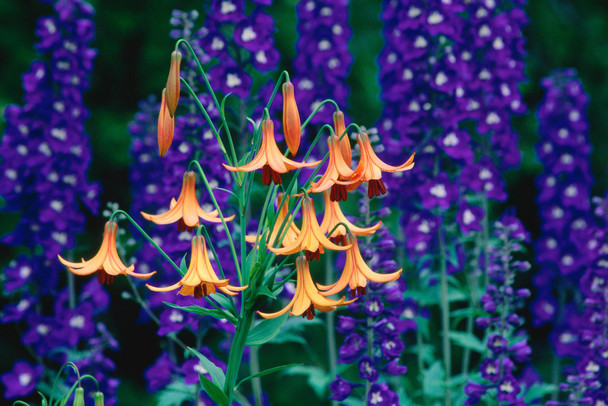 Canada Lilies and Delphiniums in a Garden Photo Photograph Cool Wall Decor Art Print Poster 18x12