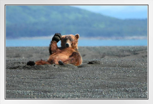 Alaskan Coastal Brown Bear Kodiak Waving Photo Photograph White Wood Framed Poster 20x14