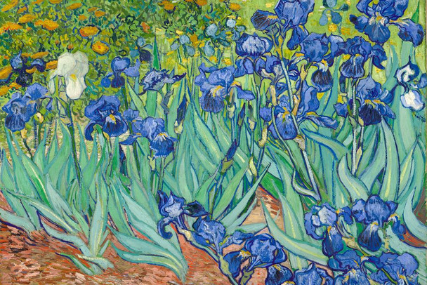 Vincent Van Gogh Irises Flower Poster 1890 Dutch Post Impressionist Landscape Painting Nature Stretched Canvas Art Wall Decor 24x16