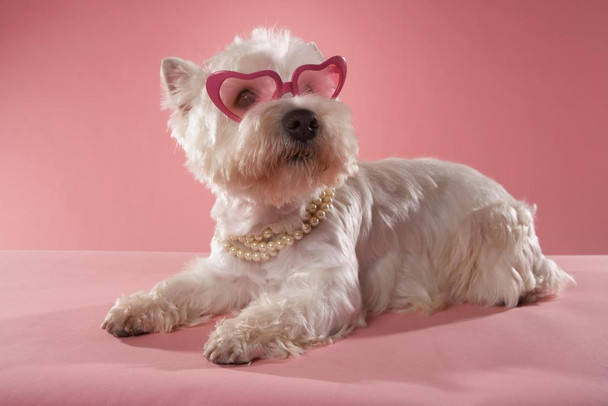 Cute Fashionable West Highland Terrier Wearing Necklace and Glasses Photo Print Stretched Canvas Wall Art 24x16 inch