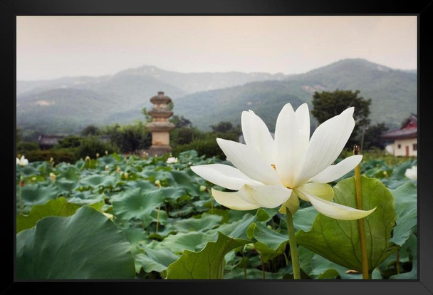 Close Up of Beautiful White Lotus Flower Gyeongsang Province South Korea Photo Photograph Stand or Hang Wood Frame Display 9x13