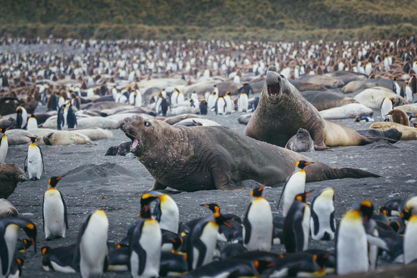 Fight Time Elephant Seals Surrounded by Penguins Photo Print Stretched Canvas Wall Art 24x16 inch