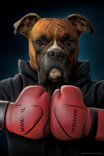 Boxing Boxer Dog by Vincent Hie Funny Animal Dog Posters For Wall Funny Dog Wall Art Dog Wall Decor Dog Posters For Kids Bedroom Animal Wall Poster Animal Poster Stretched Canvas Art Wall Decor 16x24