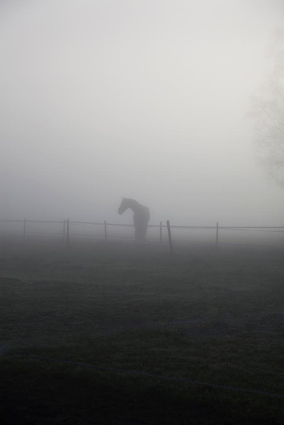 Horse On Pasture Ranch Foggy Day Landscape Poster Horse Pictures Wall Decor Horse Poster Print Horse Breed Poster Dark Posters For Girls Horse Picture Wall Art Stretched Canvas Art Wall Decor 16x24