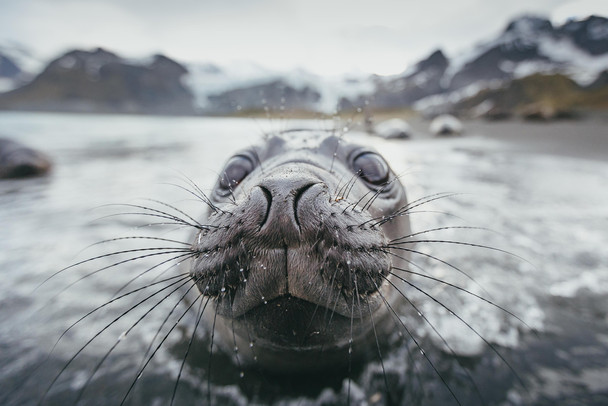 Inspection Extreme Close Up of Baby Seal Photo Seal Posters of Wild Animals Seal Print Pictures of the Sea Baby Seal Wall Decor Kids Room Decor Underwater Cool Wall Decor Art Print Poster 18x12