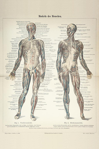 Human Muscles German 1896 Diagram Engraving Print Stretched Canvas Wall Art 16x24 inch