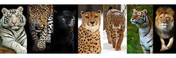 Animals Collage Large Cats Predator Lion Pictures Wall Decor Jungle Animal Pictures for Wall Posters of Wild Animals Tiger Leopard Print Decor Animal Wall Decor Cool Wall Art Print Poster 12x36