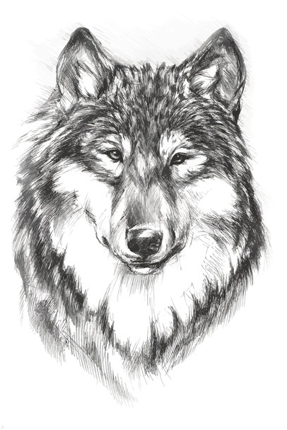 Wolf Face Portrait Artistic Black White Charcoal Sketch Wolf Posters For Walls Posters Wolves Print Posters Art Wolf Wall Decor Nature Posters Wolf Decorations Cool Wall Decor Art Print Poster 12x18