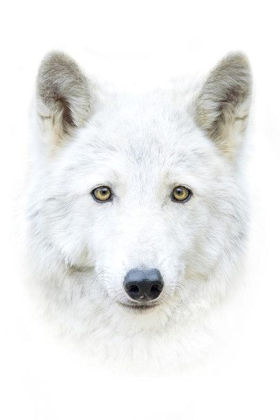 White Arctic Polar Wolf Face Portrait Closeup Exotic Cat Wild Animal Photo Photograph Nature Wolves Cool Wall Decor Art Print Poster 12x18